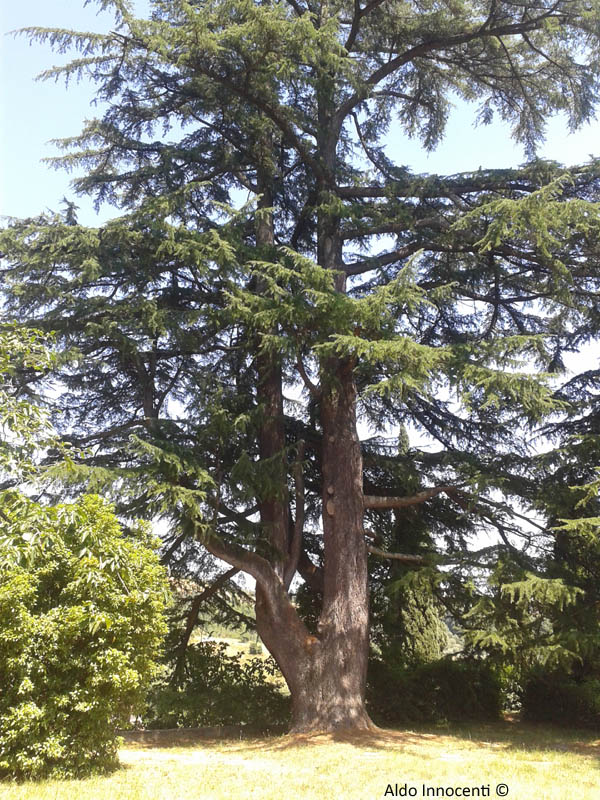 CEDRI DEL LIBRO DI GROPPOLI 1